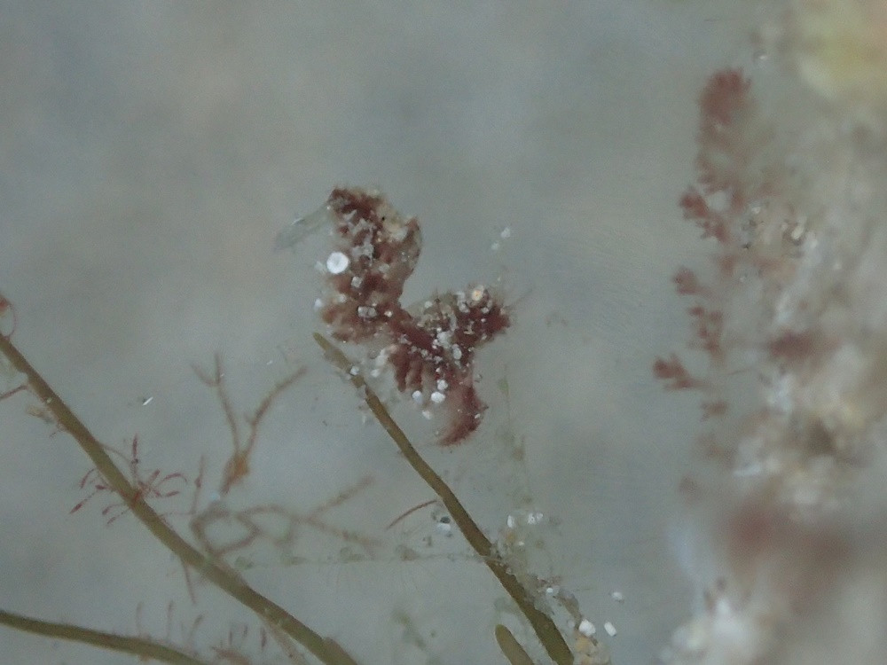 よーく見てね！「フィコカリス・シムランス」