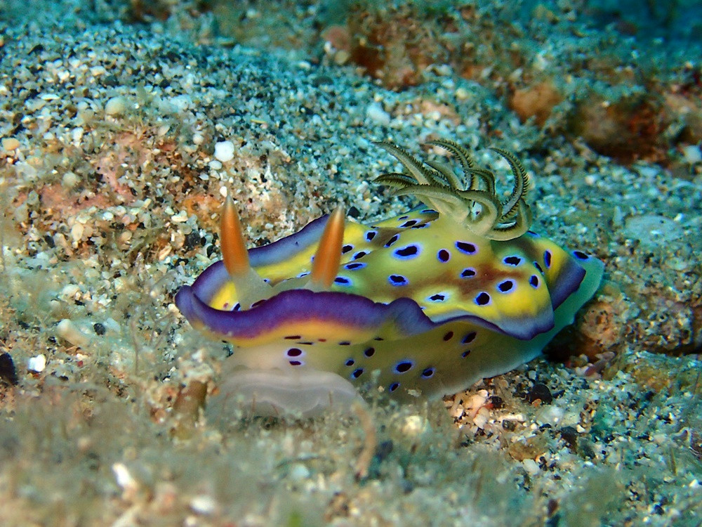 色鮮やか！「オトヒメウミウシ」