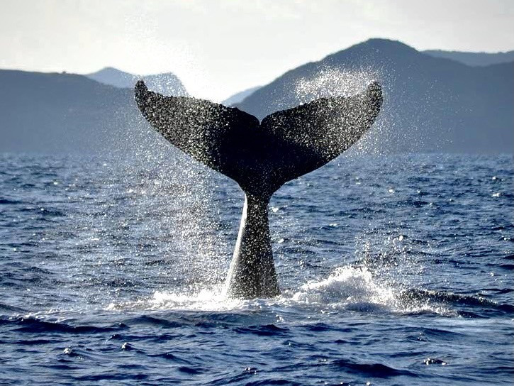 「世界最大の哺乳類　ザトウクジラ！」