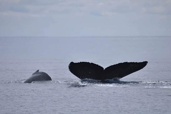 「親子クジラが！！」