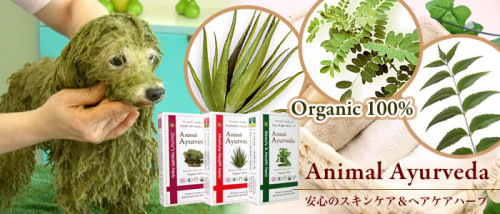 ayurveda_top.jpg