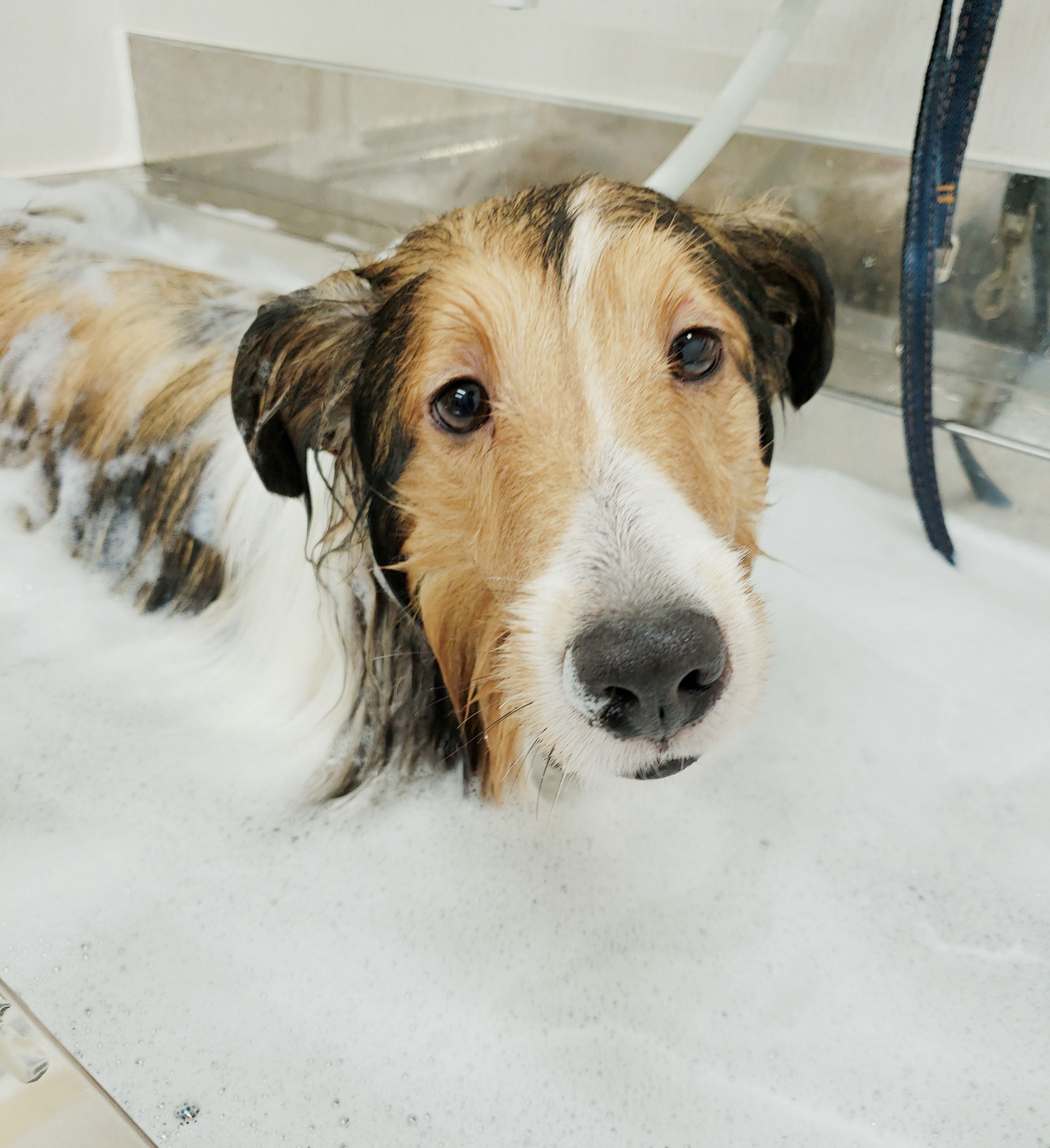 Dogsalon WANWAY (ドッグサロンワンウェイ)