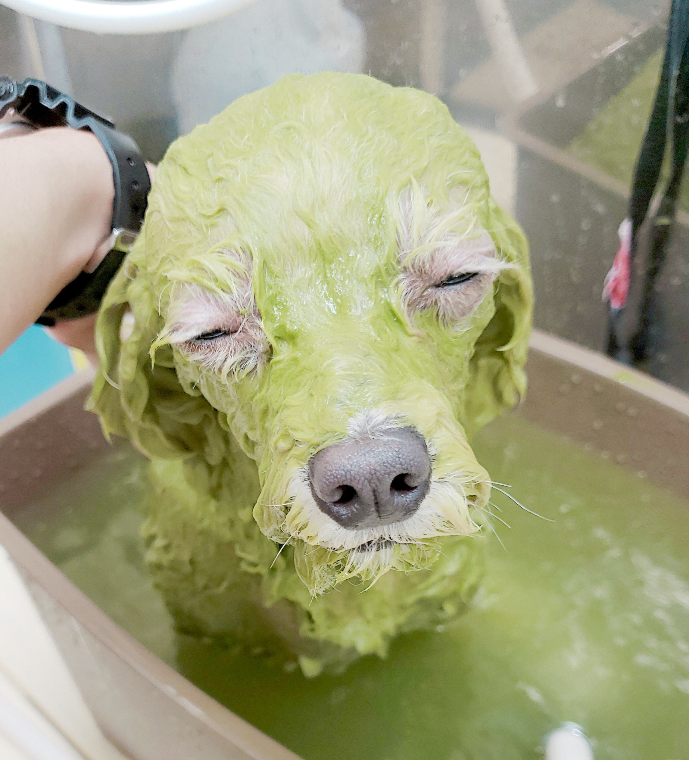 Dogsalon WANWAY (ドッグサロンワンウェイ)