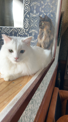 ガーデンモリス 猫カフェ  12月の営業日のご案内      