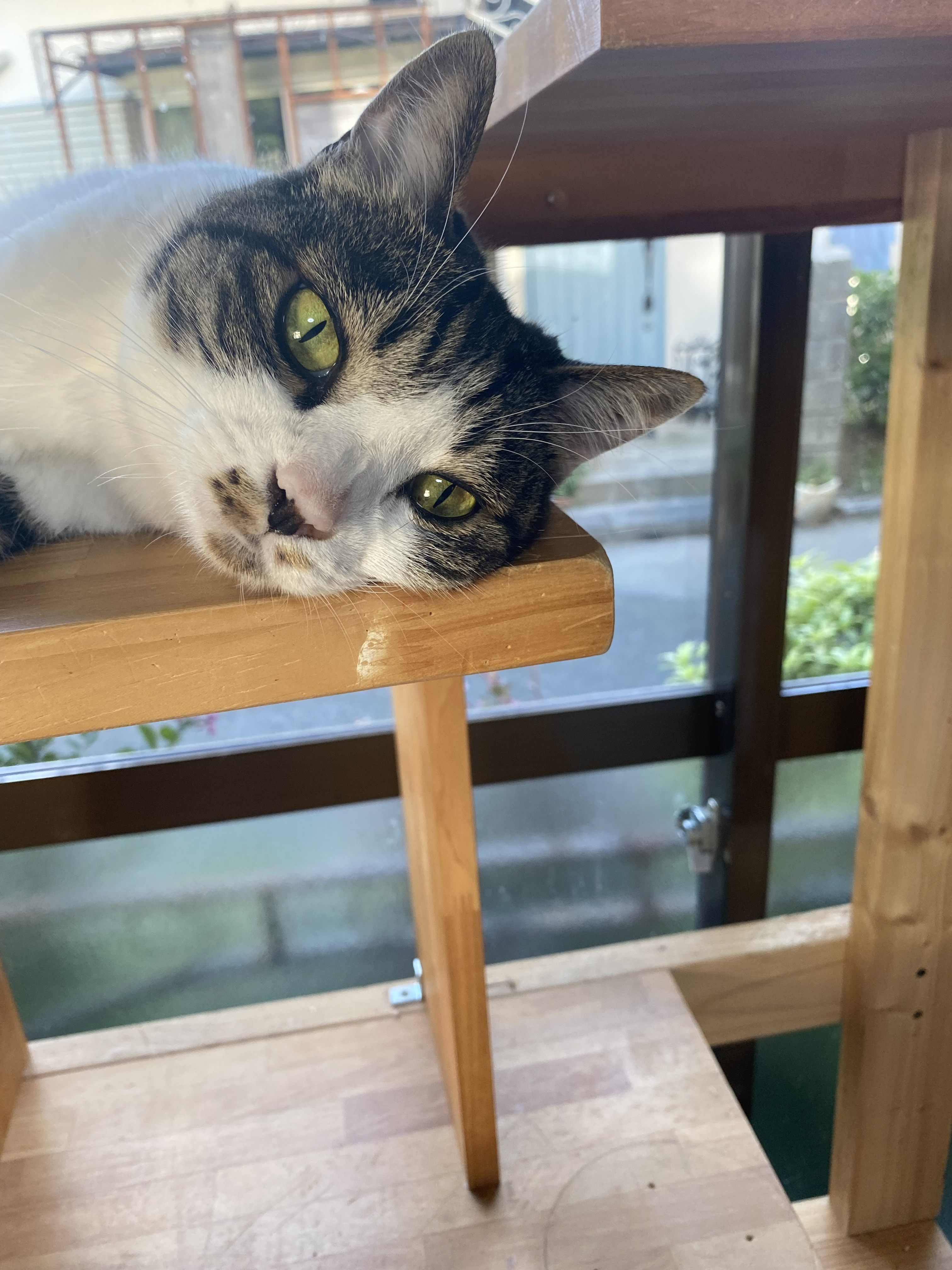 今週休業のお知らせ