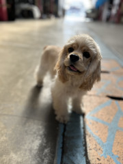 2025年9月看板犬入社しました