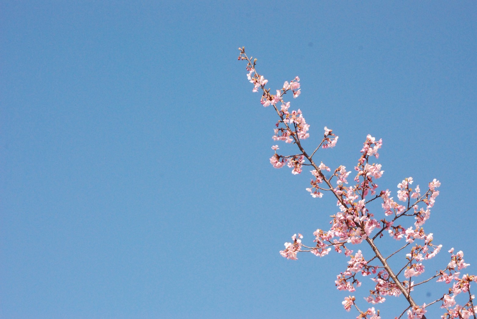 春の気配がしてきました🌸