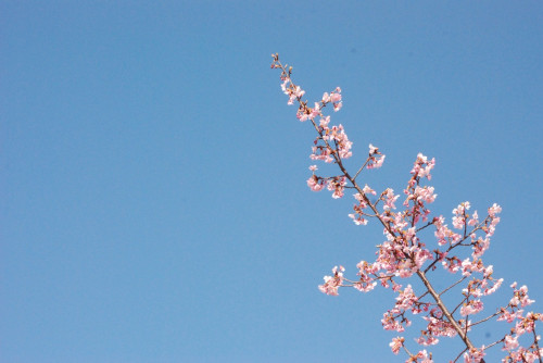 春の気配がしてきました🌸