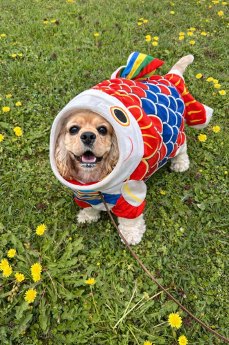 ゴールデンウィーク休業のお知らせ☆