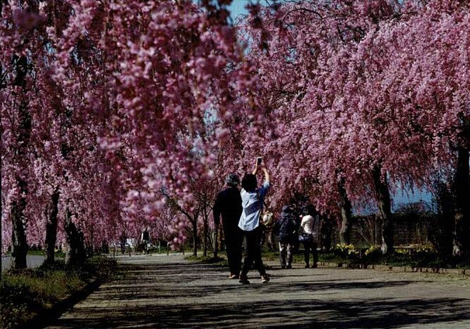 黒須游心　写真と和歌の桜花展
