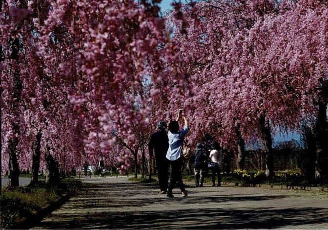 黒須游心　写真と和歌の桜花展