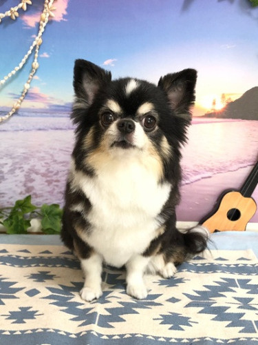 ノアちゃん（＾◇＾）♡