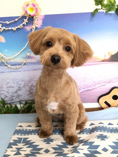 アトムくん(^_-)-☆