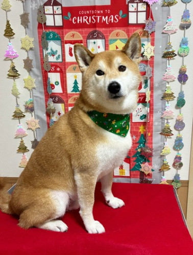 まるくん(*^▽^*)