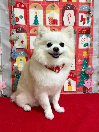 れんくん＼(^o^)／