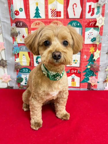 アトムくん(^_-)-☆