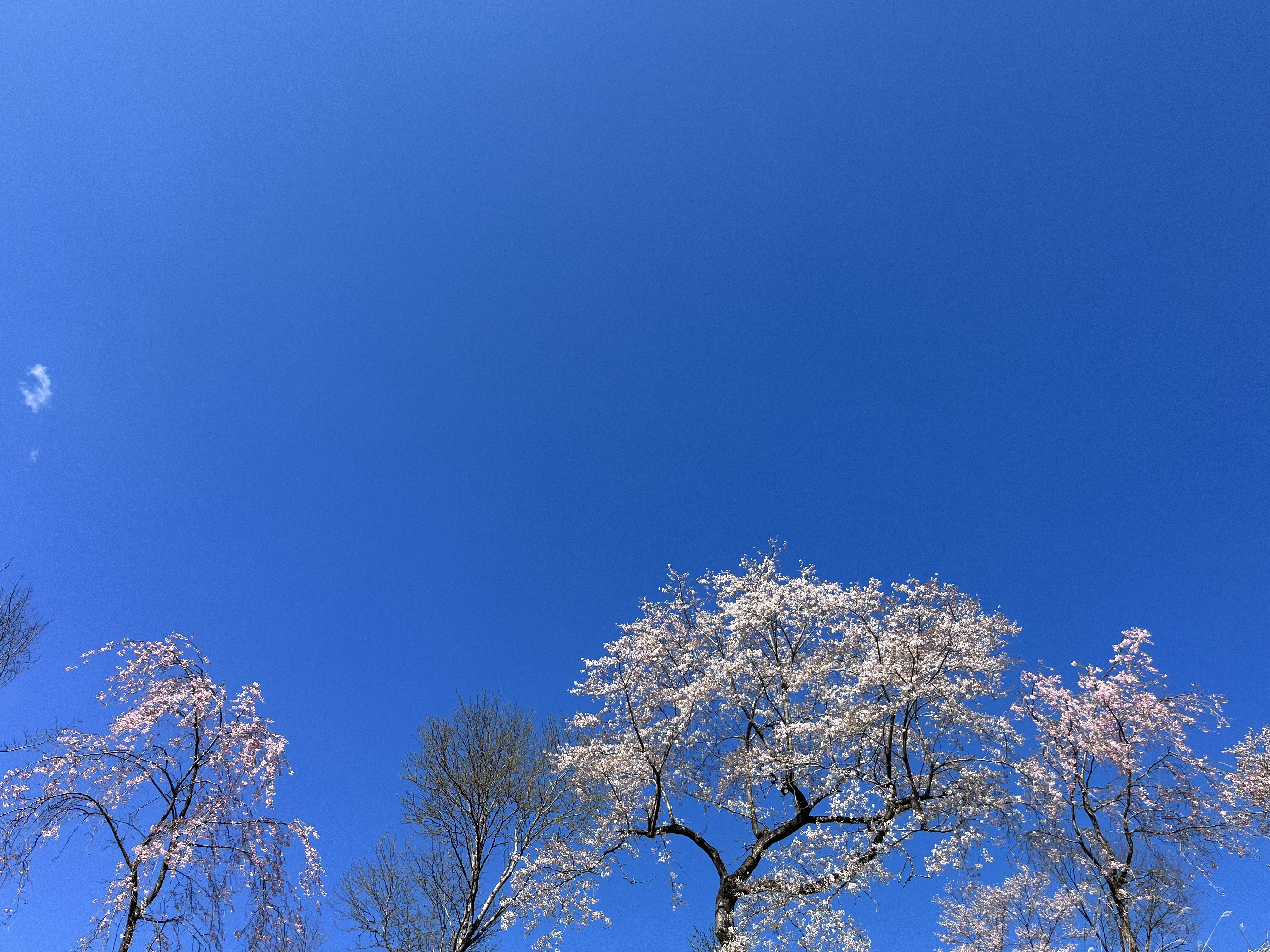 5D413FBF-031C-4ACB-990D-4311042B12C2.jpeg