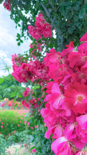 ６月７月の予定です♪