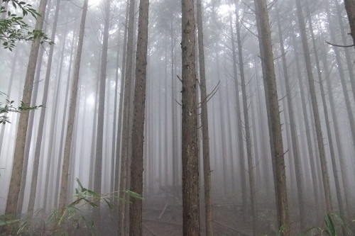 1000霧の中の林.JPG