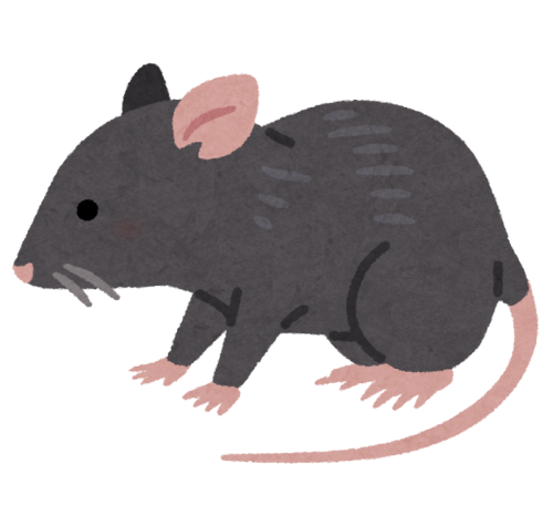 animal_rat_black.png