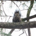 1-squirre.jpg