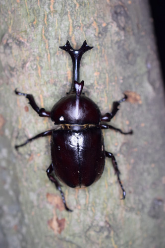 beetle-02.jpg