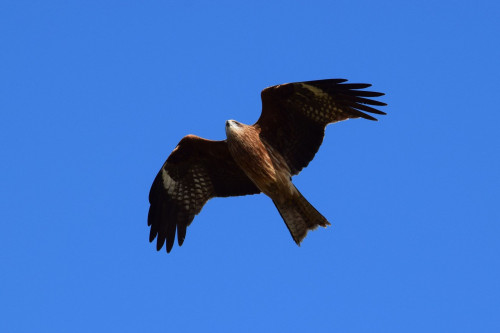 Black Kite-3.jpg