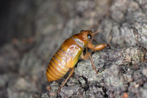 cicada-y-2.jpg