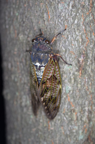 cicada-y-5.jpg