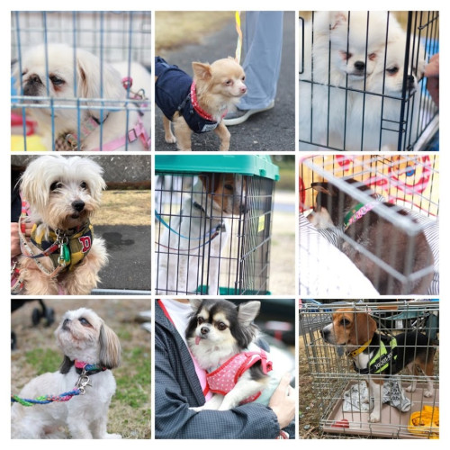 781A4DFB-BA5B-4563-9336-593F5267CEB4-COLLAGE.jpg