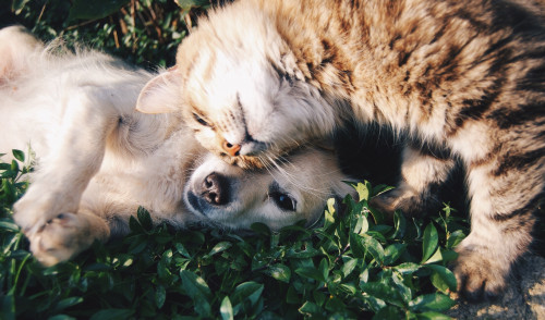 Canva - Cute Cat and Dog.jpg