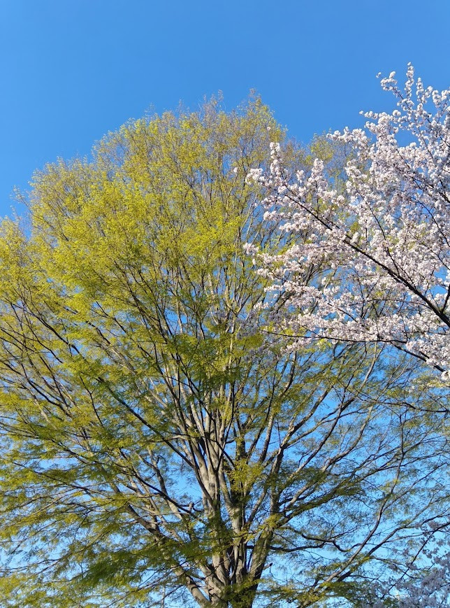 大自然からの贈り物植物の力をお借りして心身を浄化、デットクス