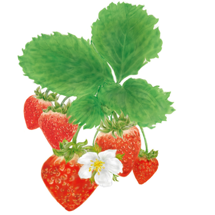 strawberry2.jpg