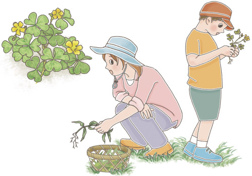 絵本　「ぼくら雑草じゃないよ」表紙と挿画