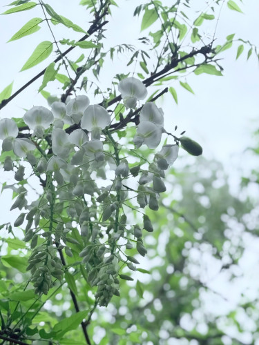 huji1.jpg