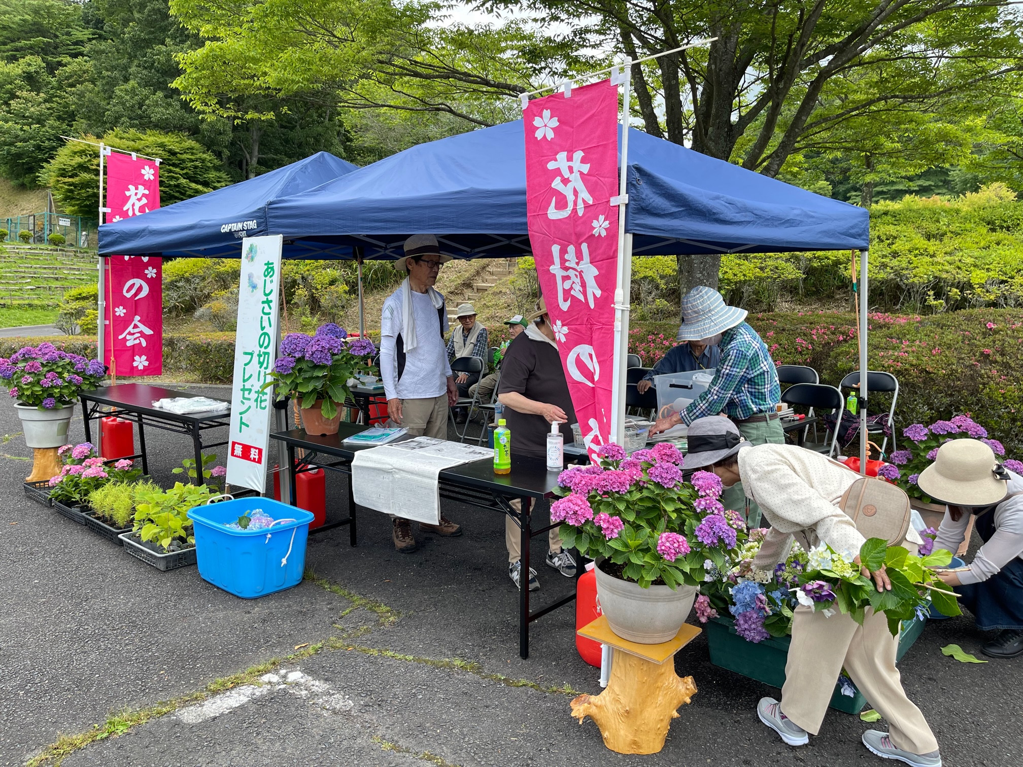 【あじさい切り花プレゼント】