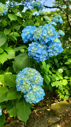 [あじさい開花情報 ～咲き始め～]