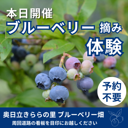 本日（6/28）開催！ ブルーベリー摘み体験