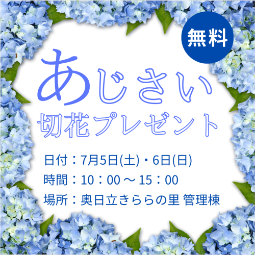 あじさい切り花プレゼント