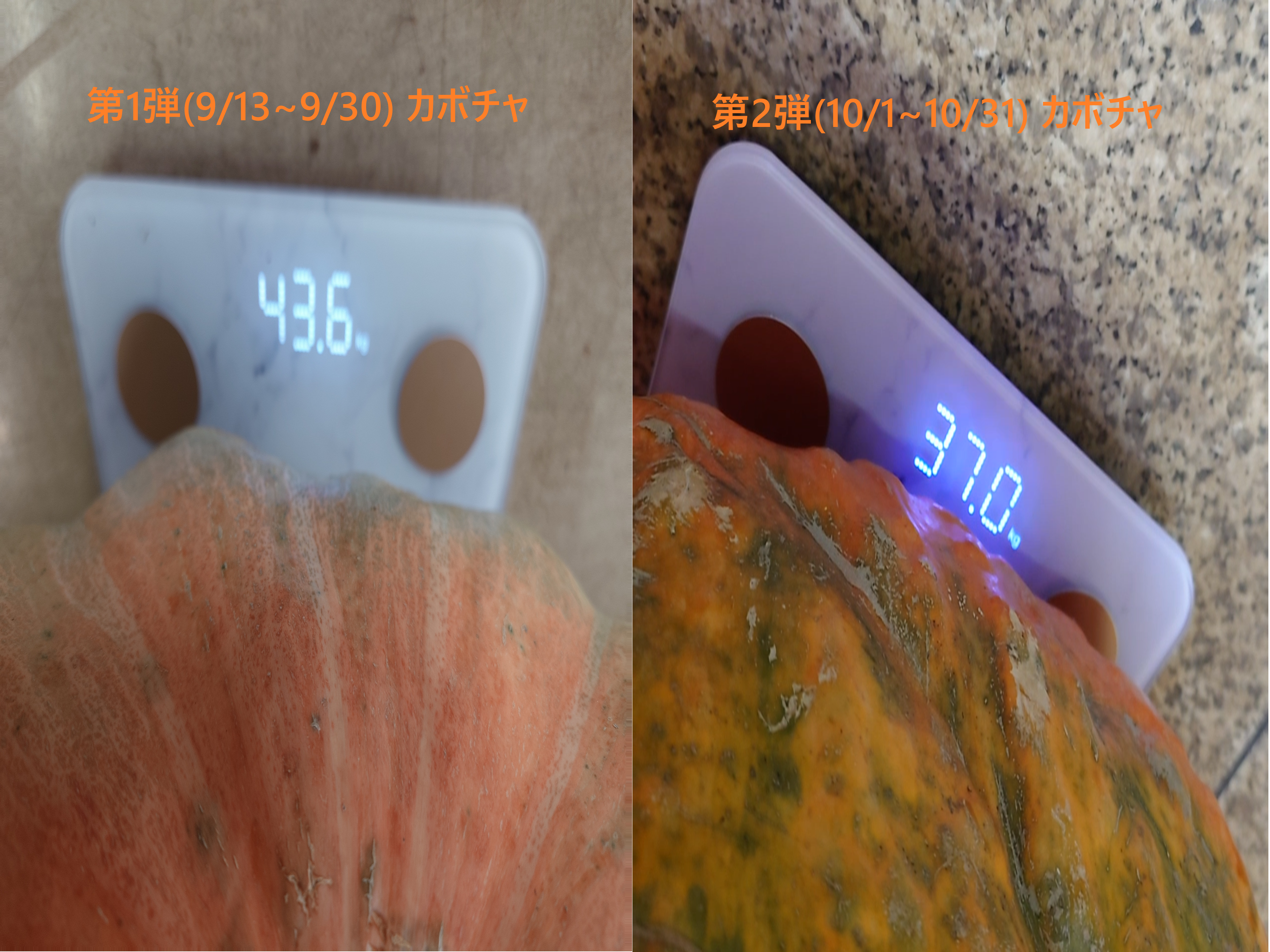 カボチャの重量当て正解発表