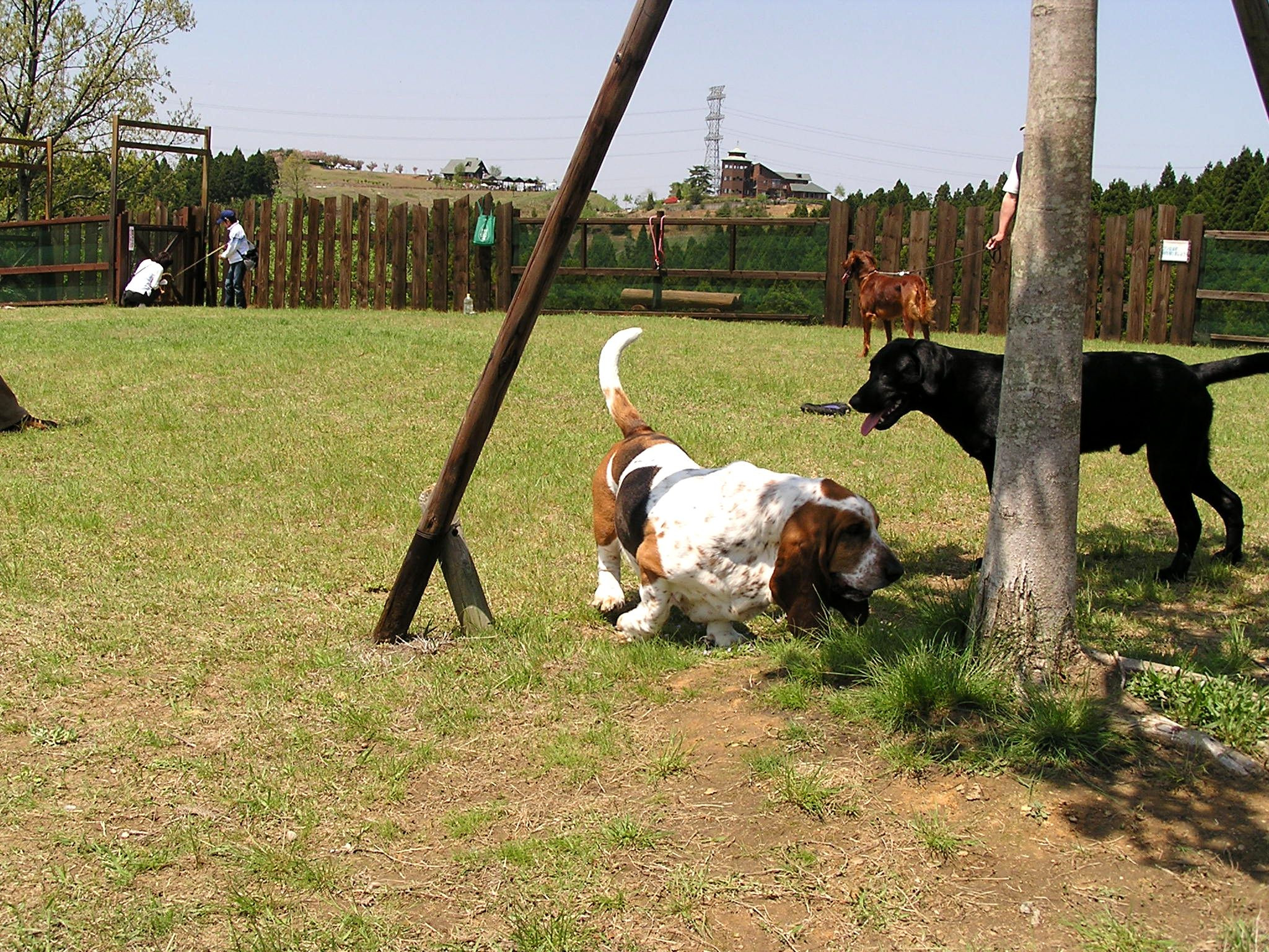 11月10日（月）のドックランのご利用について