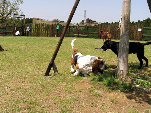 11月10日（月）のドックランのご利用について