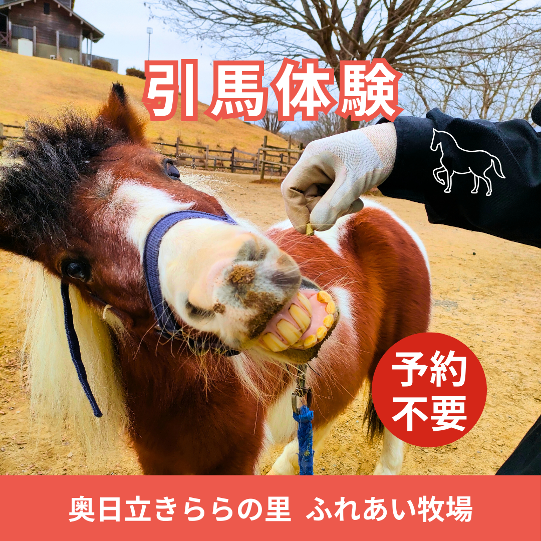引馬体験のお知らせ