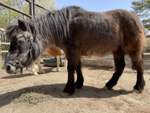 ポニーのいちごが死亡しました