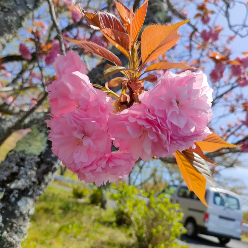 八重桜　見頃