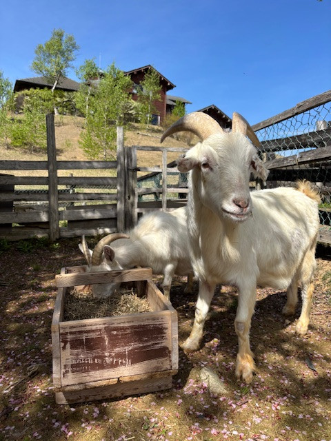 ふれあい牧場ヤギが仲間入りしました