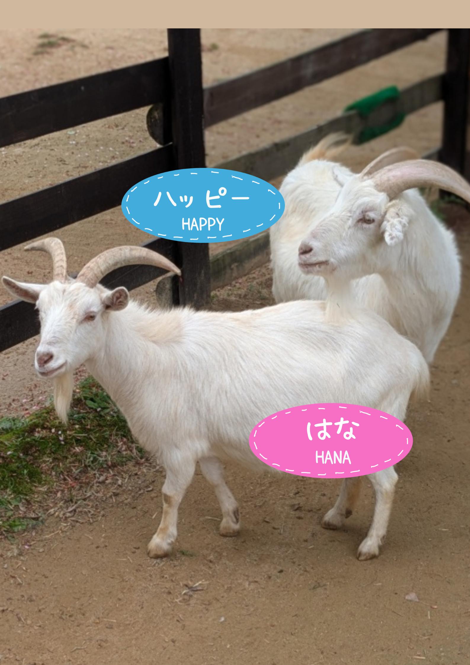 ヤギの名前が決まりました
