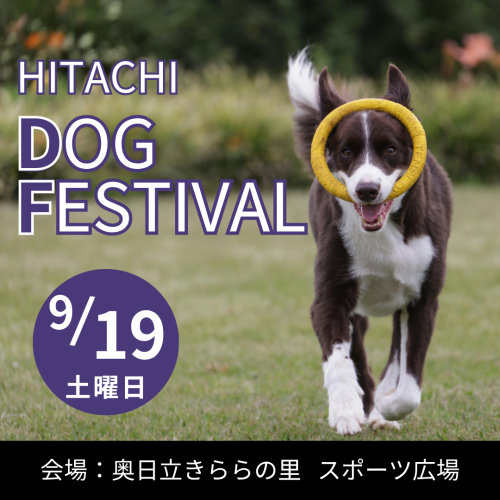 ドッグフェス開催決定