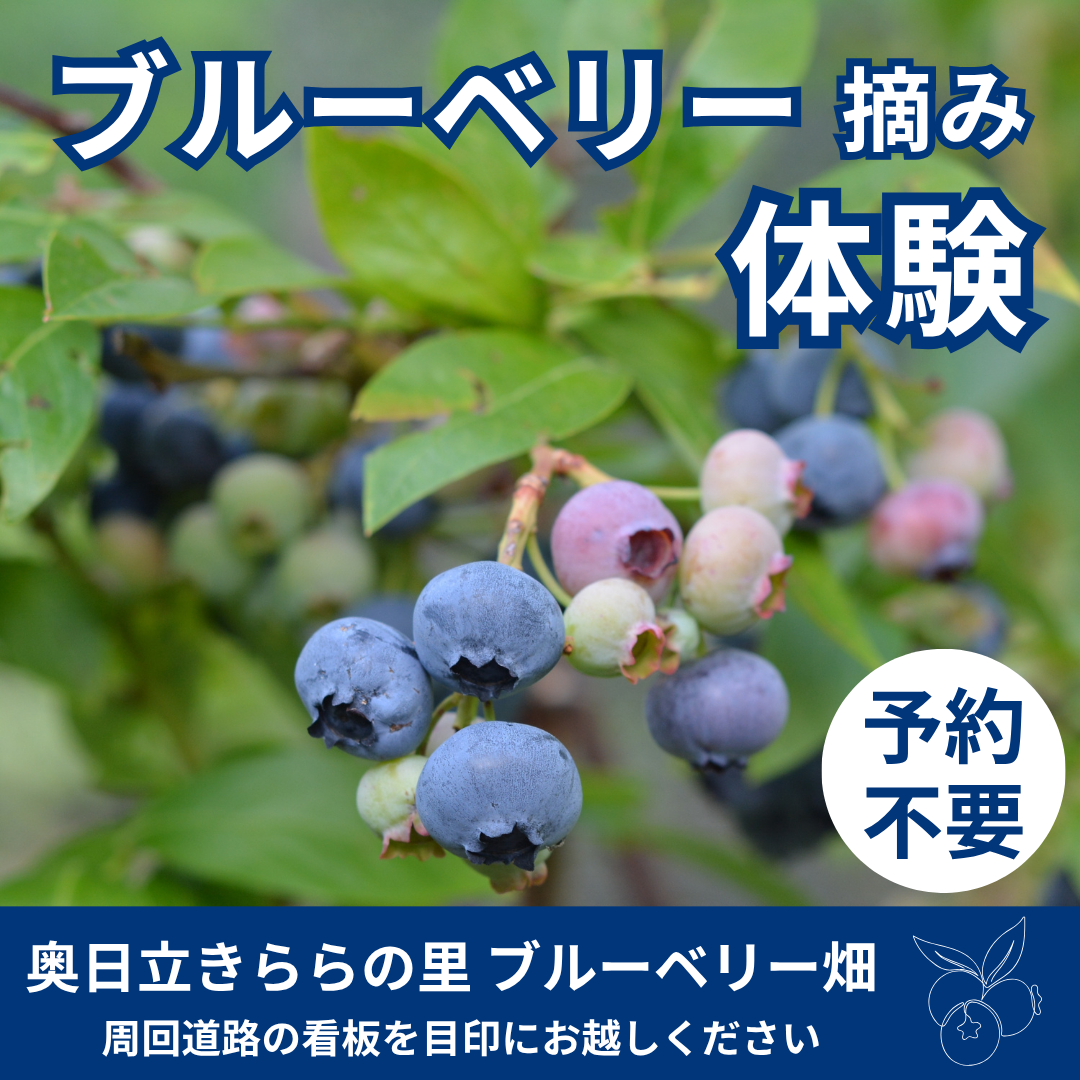 ブルーベリー摘み体験のお知らせ