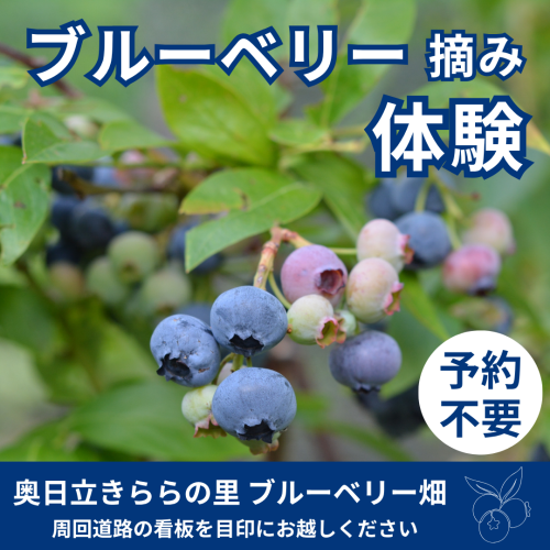 ブルーベリー摘み体験のお知らせ